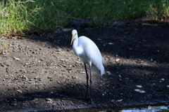 野鳥