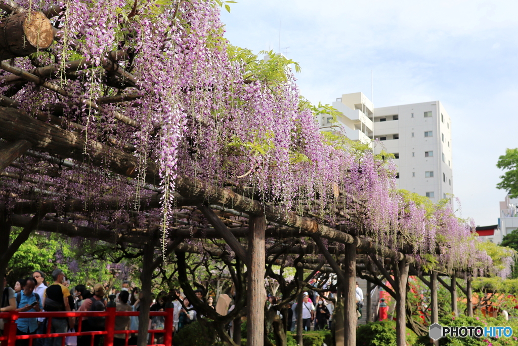 亀戸天神社