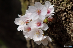 昭和記念公園