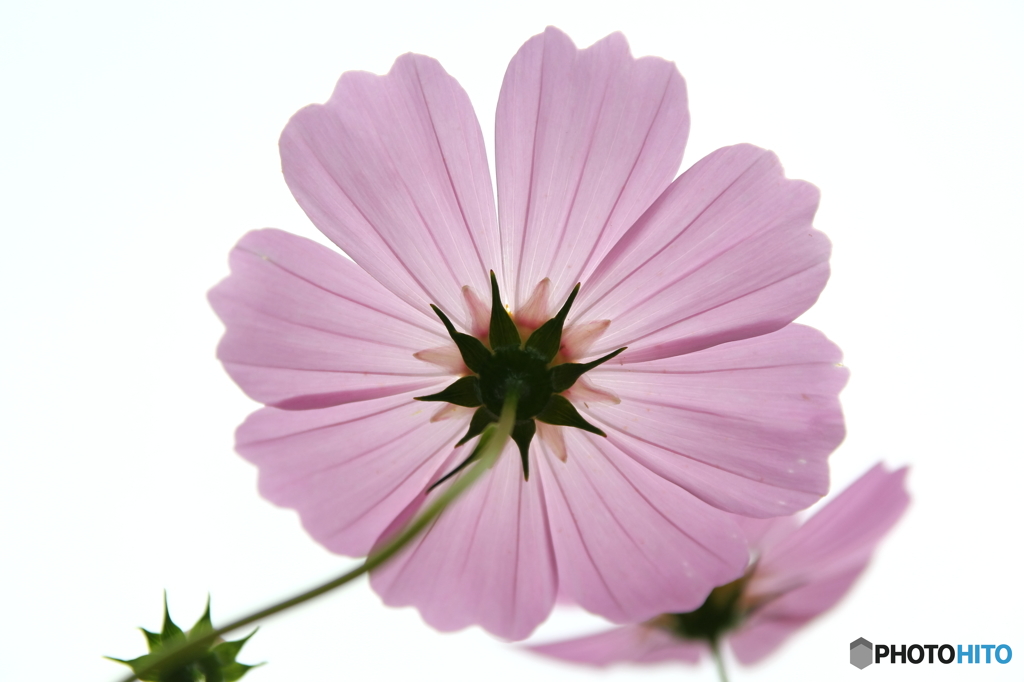秋桜