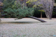 昭和記念公園