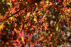 遊歩道の紅葉