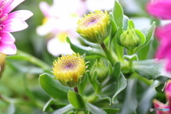 神代植物公園
