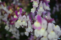 街に咲く花