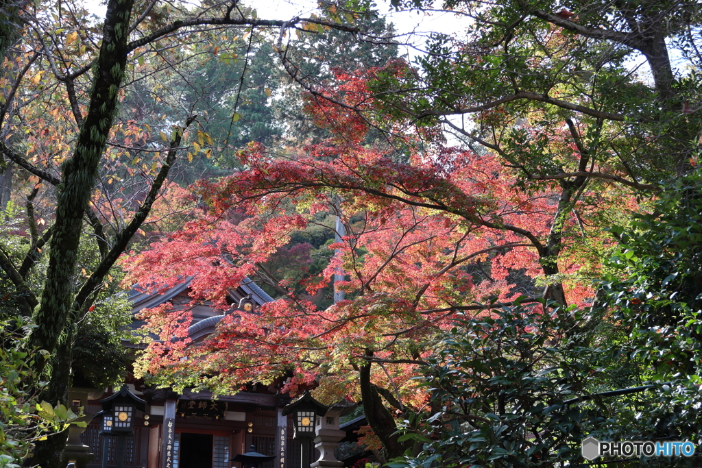 高幡不動尊