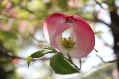 街に咲く花