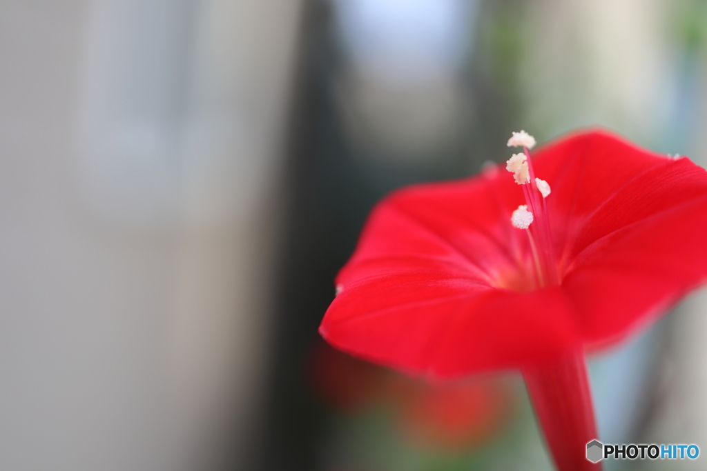 街に咲く花