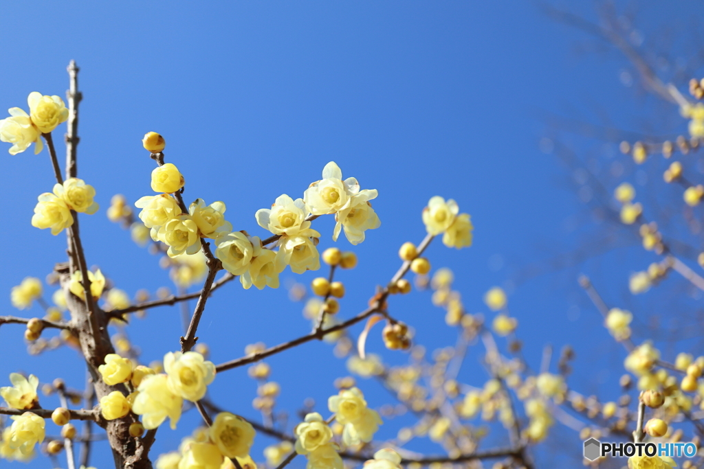 梅の花