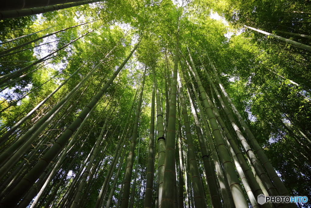 竹林