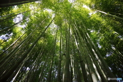 竹林