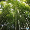 竹林