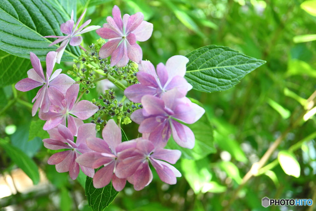 紫陽花