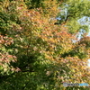 紅葉