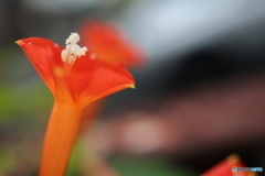 街に咲く花