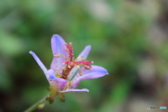 街に咲く花