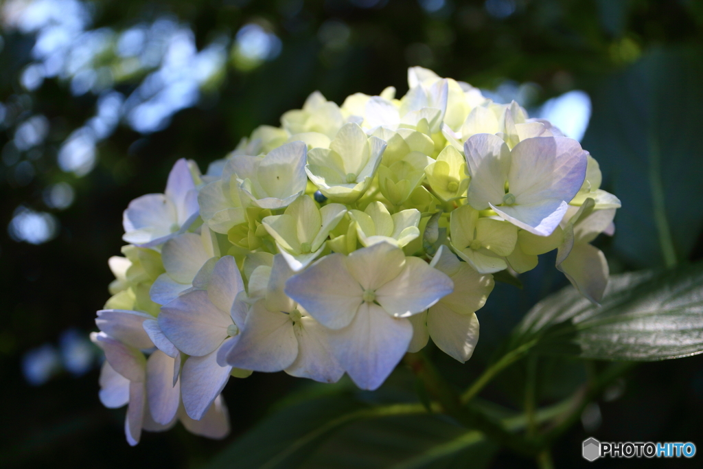 紫陽花