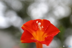 街に咲く花
