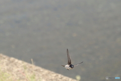 野鳥