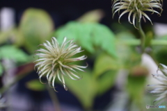 街に咲く花