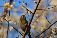 野鳥