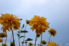 街に咲く花