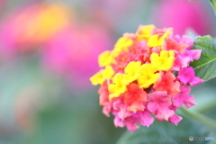 街に咲く花