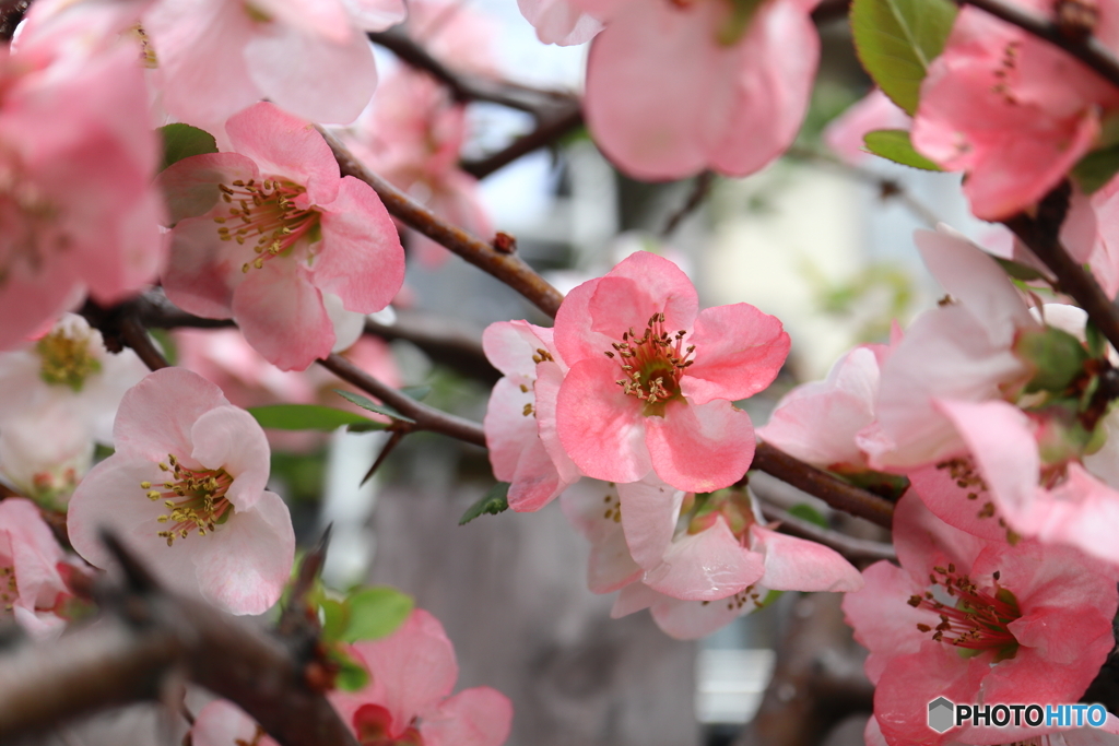 街に咲く花