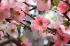 街に咲く花