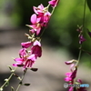 郷土の森