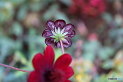街に咲く花