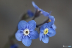 街に咲く花