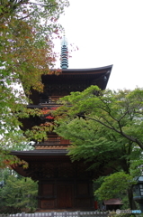 豪徳寺