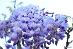 街に咲く花