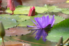 神代植物公園
