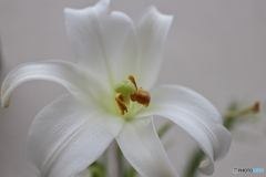 街に咲く花