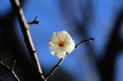 梅