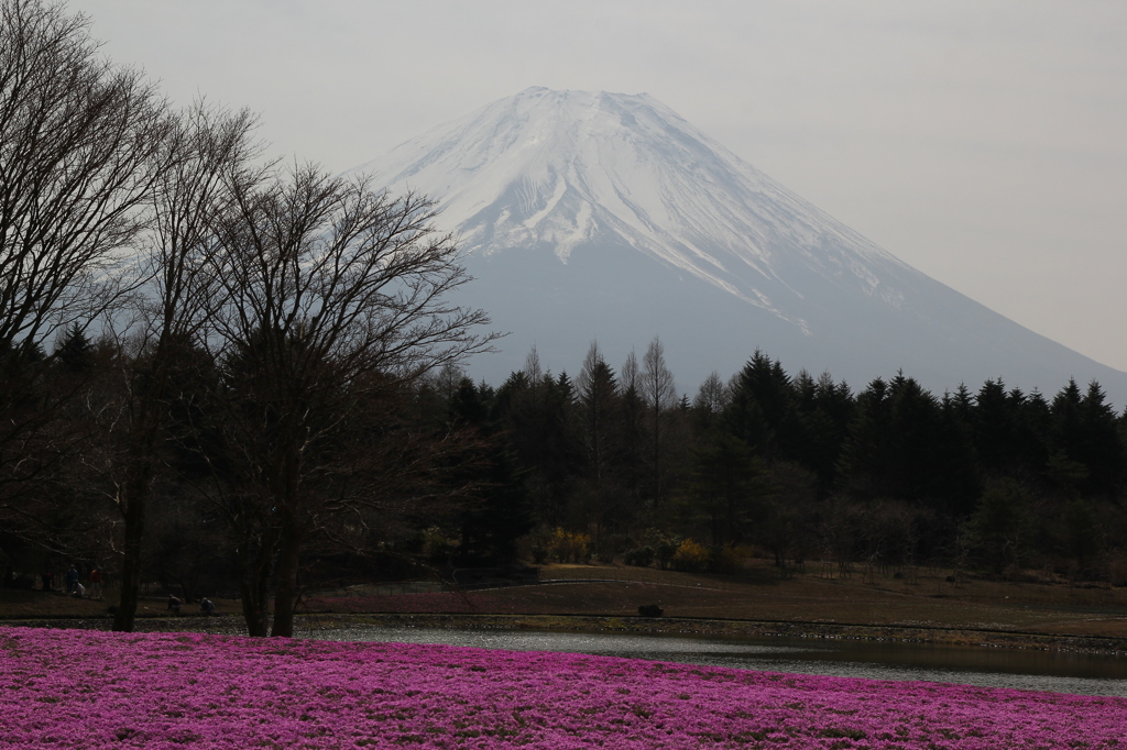富士芝桜まつり