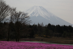 富士芝桜まつり