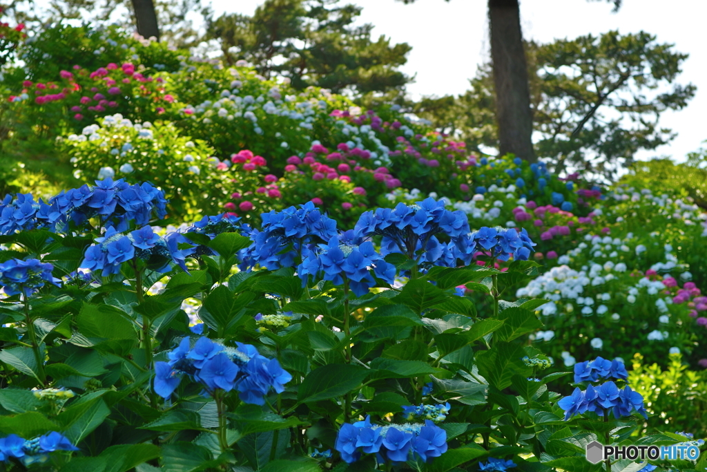 小田原城あじさい花菖蒲まつり