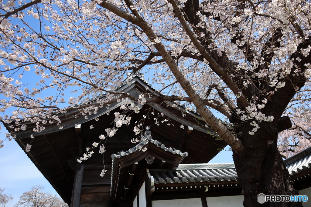 桜