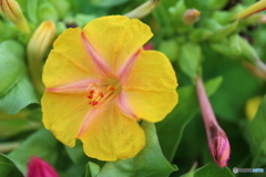街に咲く花