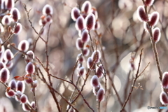 郷土の森