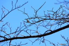 野鳥