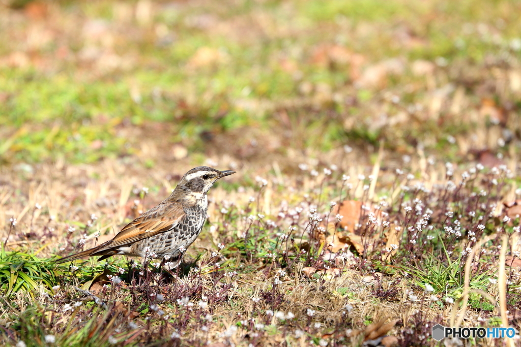 野山の鳥