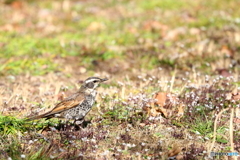 野山の鳥