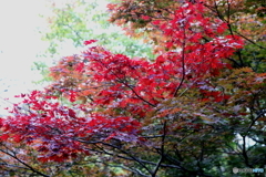 少し紅葉