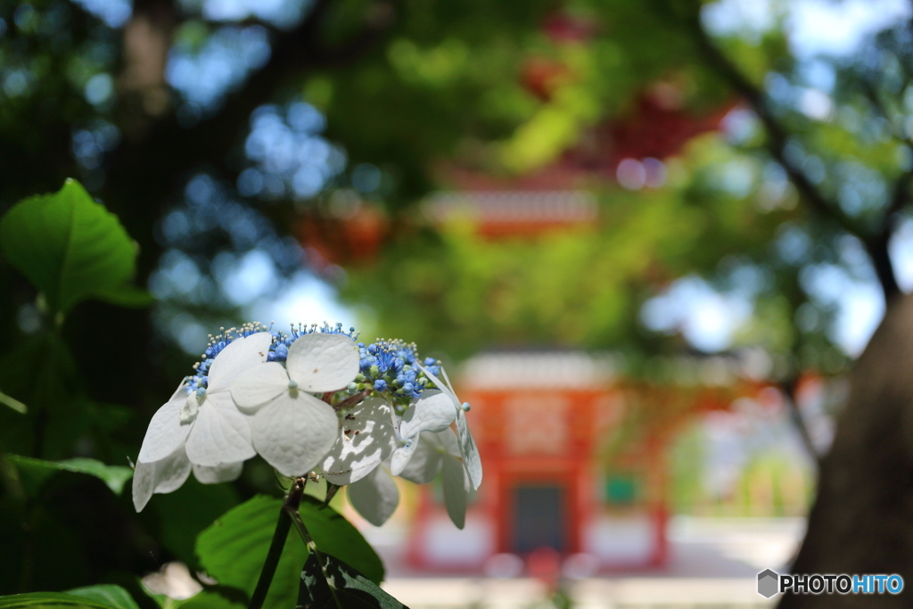 紫陽花