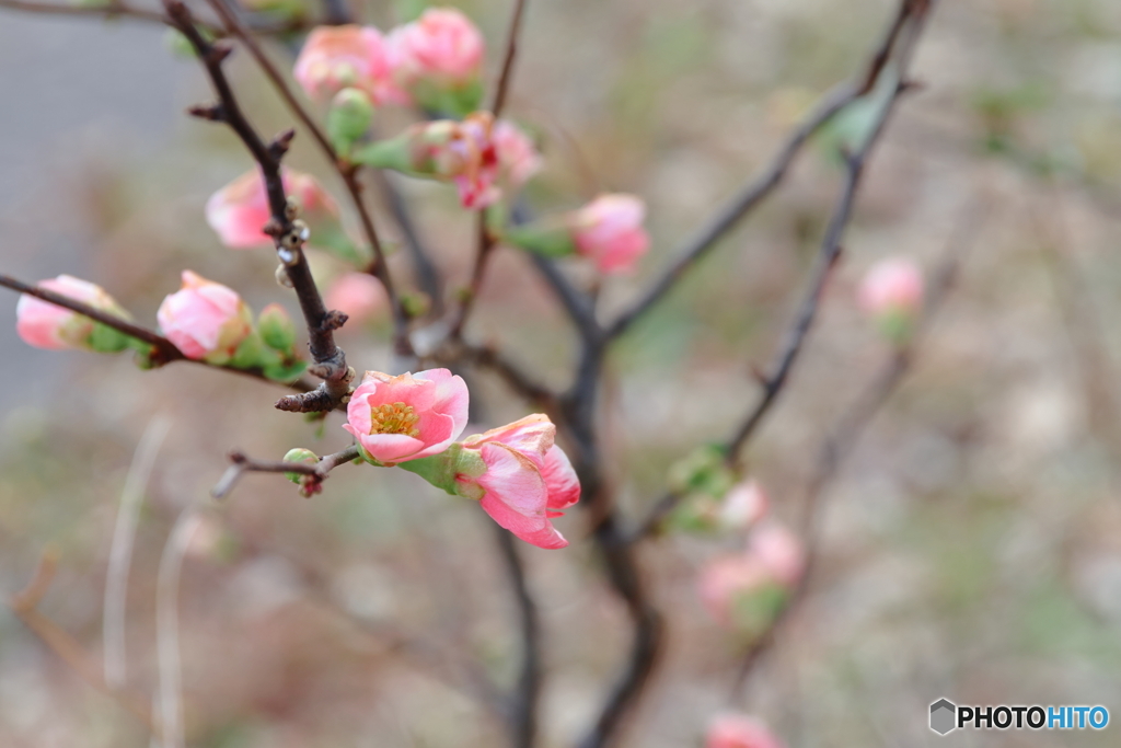 郷土の森