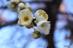 街に咲く花