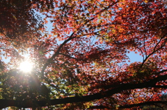 紅葉